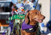 Micro-Mardi Gras: 7 Smaller Krewes You Shouldn't Miss Photo